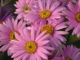 Aster's Big Airdrop Is Suddenly 'Delayed': What We Know About the Token and the 'Official' Excuse